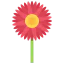 Gerbera icon 64x64