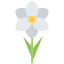 Narcissus icon 64x64