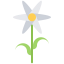 Camomile icon 64x64