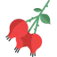 Flower icon 64x64