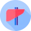 Liver icon 64x64
