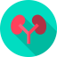 Kidneys icon 64x64