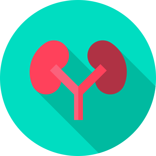 Kidneys icon