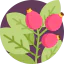 Dog rose icon 64x64