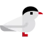 Arctic tern icon 64x64