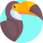 Toucan icon 64x64
