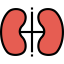Kidney Ikona 64x64