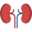 Kidney icon 64x64