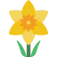 Daffodil icon 64x64