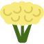 Cauliflower icon 64x64