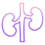 Kidney Ikona 64x64