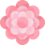 Chrysanthemum icon 64x64