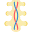 Spinal cord icon 64x64