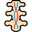 Spinal cord icon 64x64