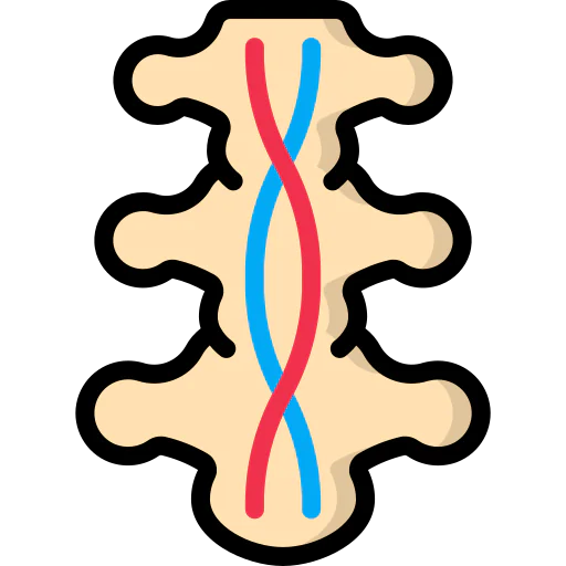 Spinal cord icon