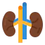 Kidney icon 64x64