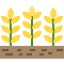 Barley icon 64x64