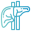 Liver icon 64x64