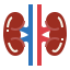 Kidneys icon 64x64