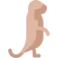 Meerkat icon 64x64