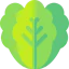 Lettuce icon 64x64