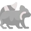 Raccoon icon 64x64