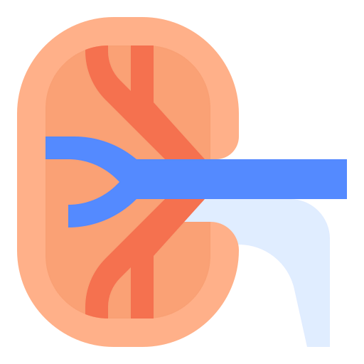 Kidney icon