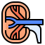 Kidney アイコン 64x64