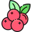 Cranberry 图标 64x64