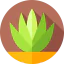 Agave icon 64x64
